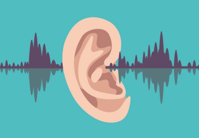 Hearing perception organ physiology sounds perceive britannica distinguish