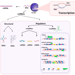 Identify all of the true statements about rna interference.